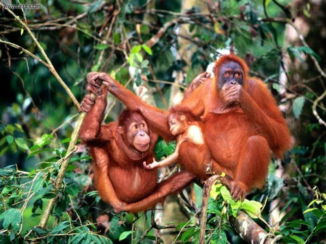 Center_of_Attention_Sumatran_Orangutans_1280x960